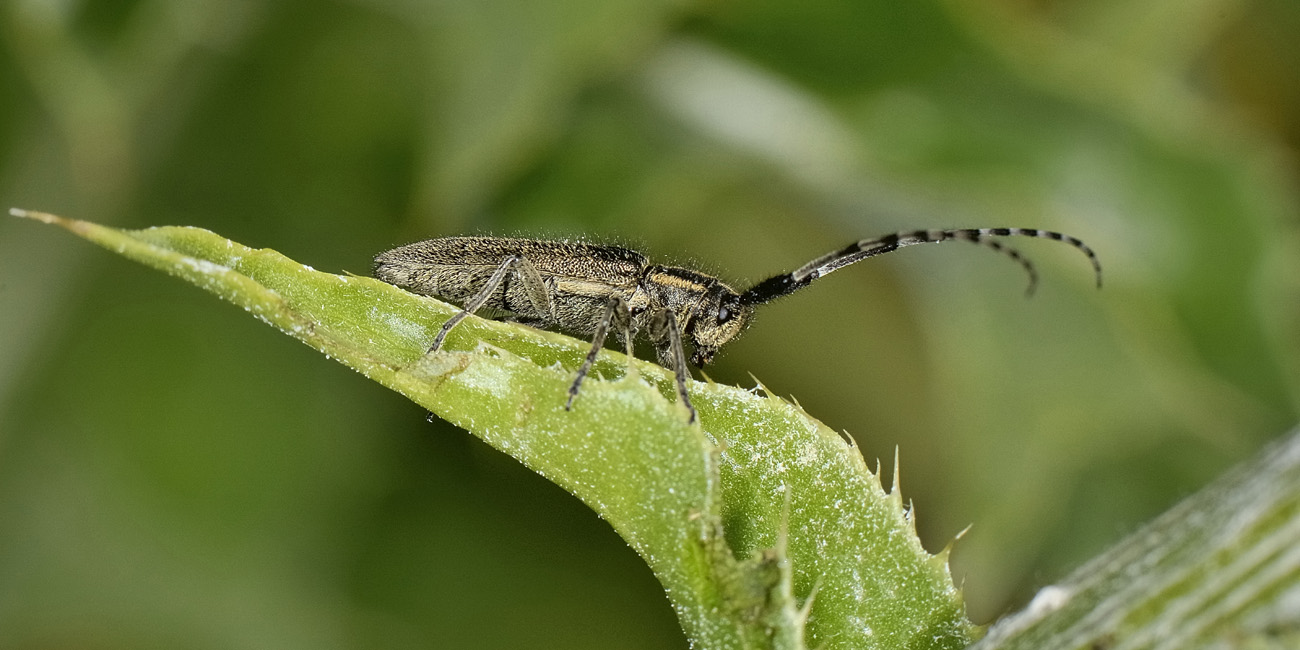 Agapanthia cardui  (Cerambycidae)